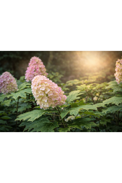 Hydrangea quercifolia Alice
